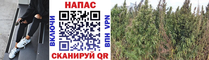 Бошки Шишки THC 21%  купить наркоту  Мензелинск 